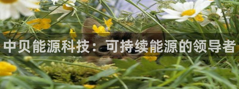 sunbet手机网页版下载